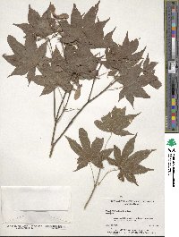 Acer japonicum image