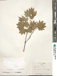 Acer japonicum image