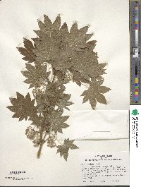 Acer japonicum image