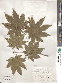 Acer japonicum image