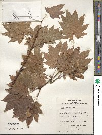 Acer japonicum image