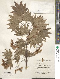 Acer japonicum image