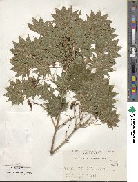 Acer japonicum image