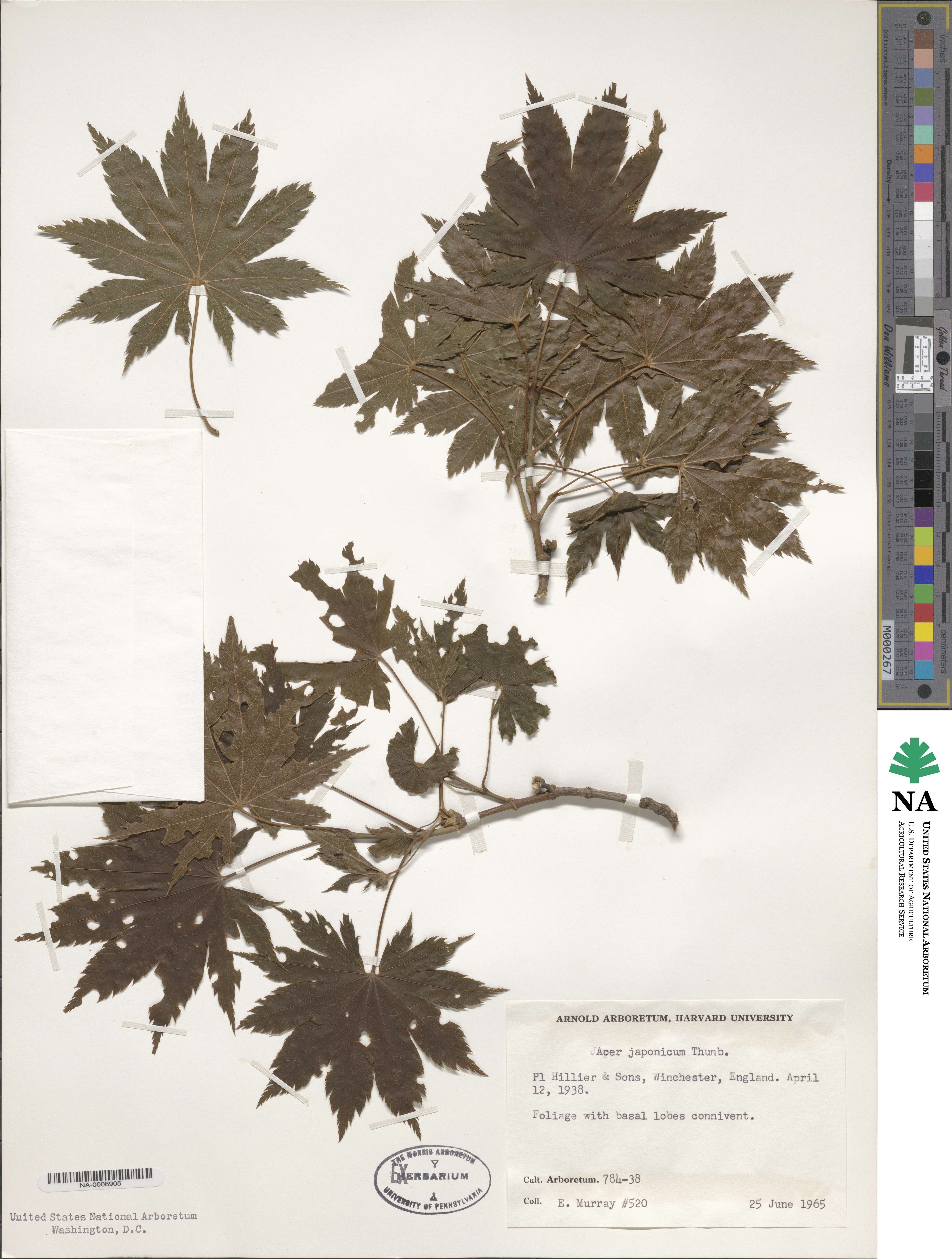 Acer japonicum image