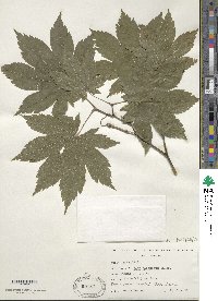 Acer japonicum image