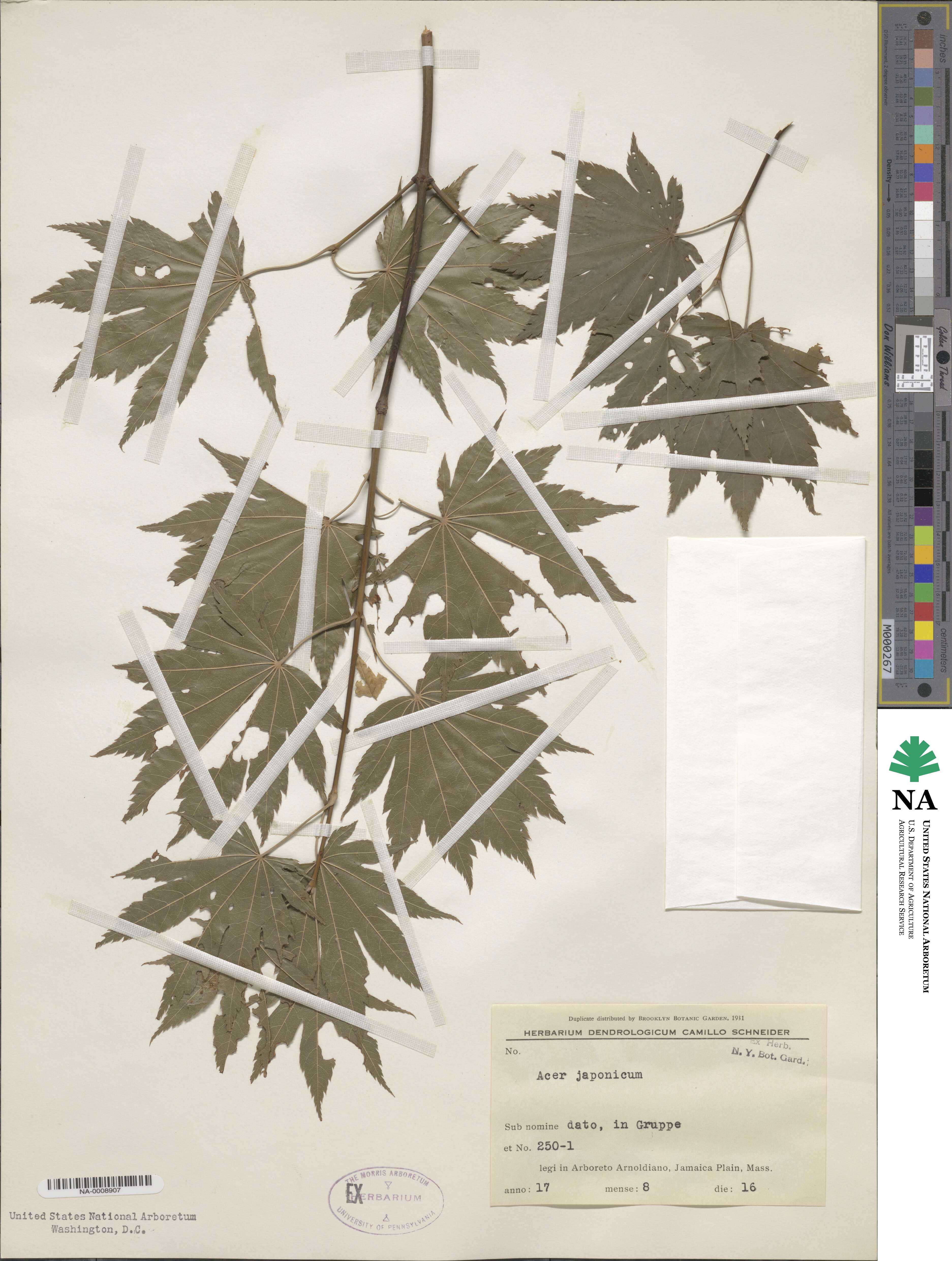 Acer japonicum image