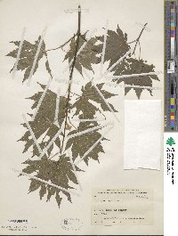 Acer japonicum image