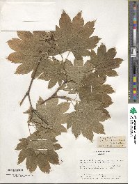 Acer japonicum image