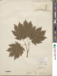 Acer japonicum image