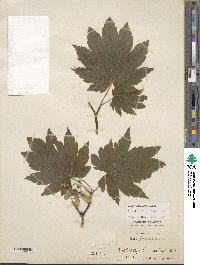 Acer japonicum image