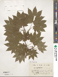 Acer japonicum image