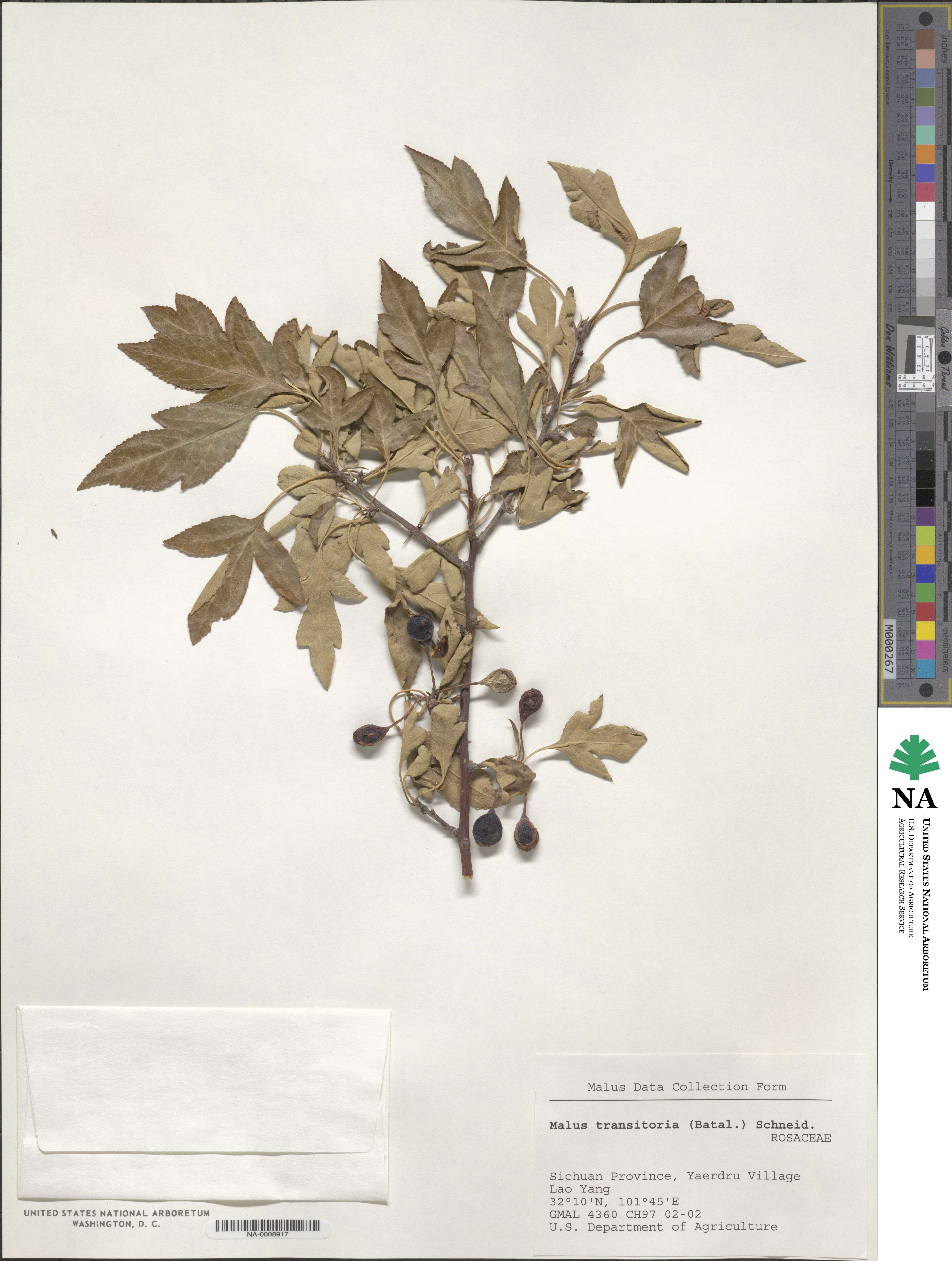 Malus transitoria image