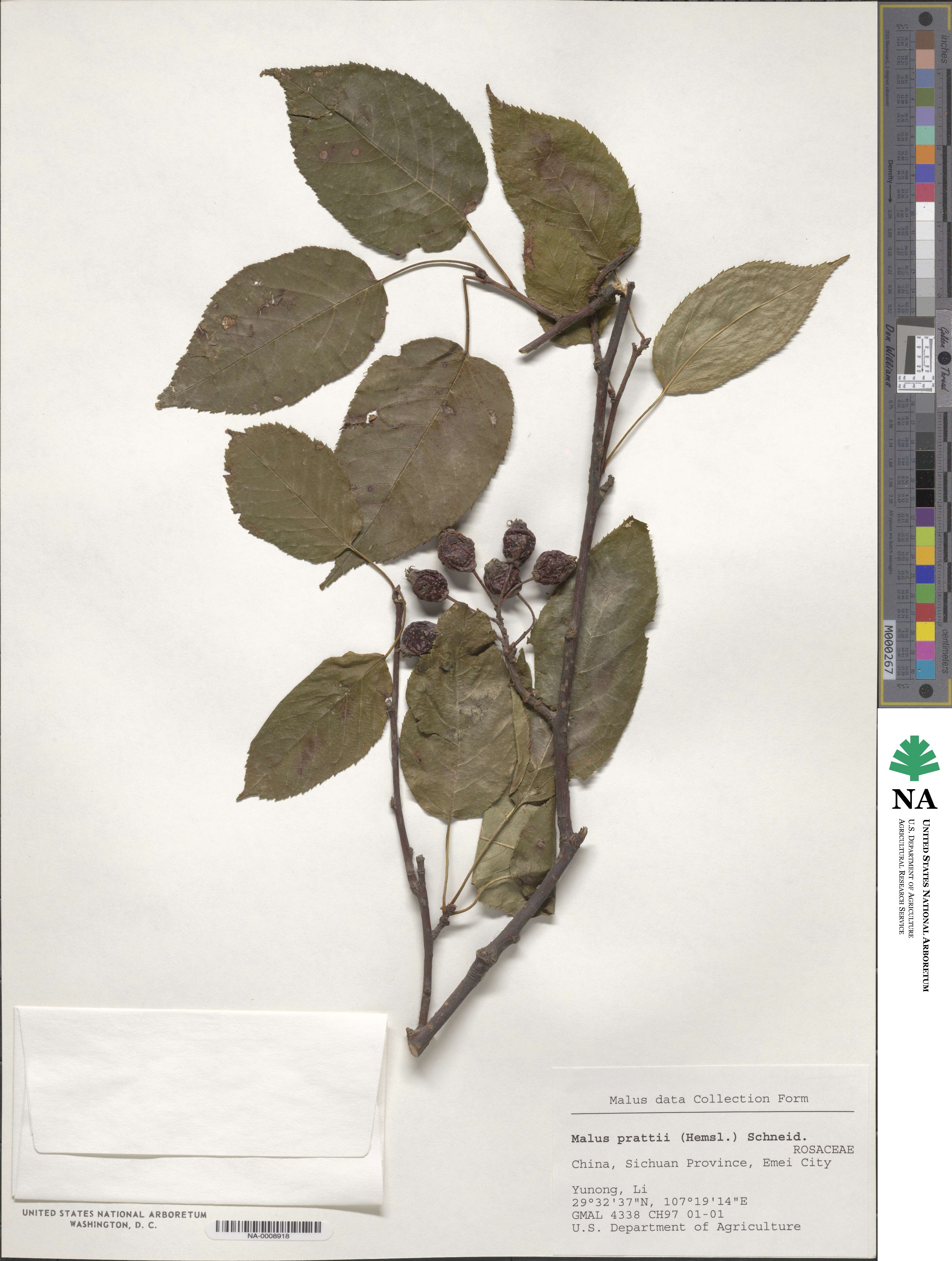 Malus prattii image