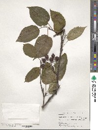 Malus prattii image