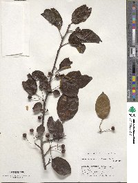 Malus hupehensis image