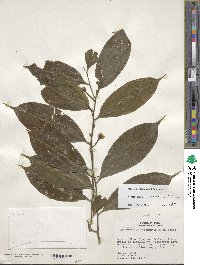 Image of Cymbopetalum alkekengi