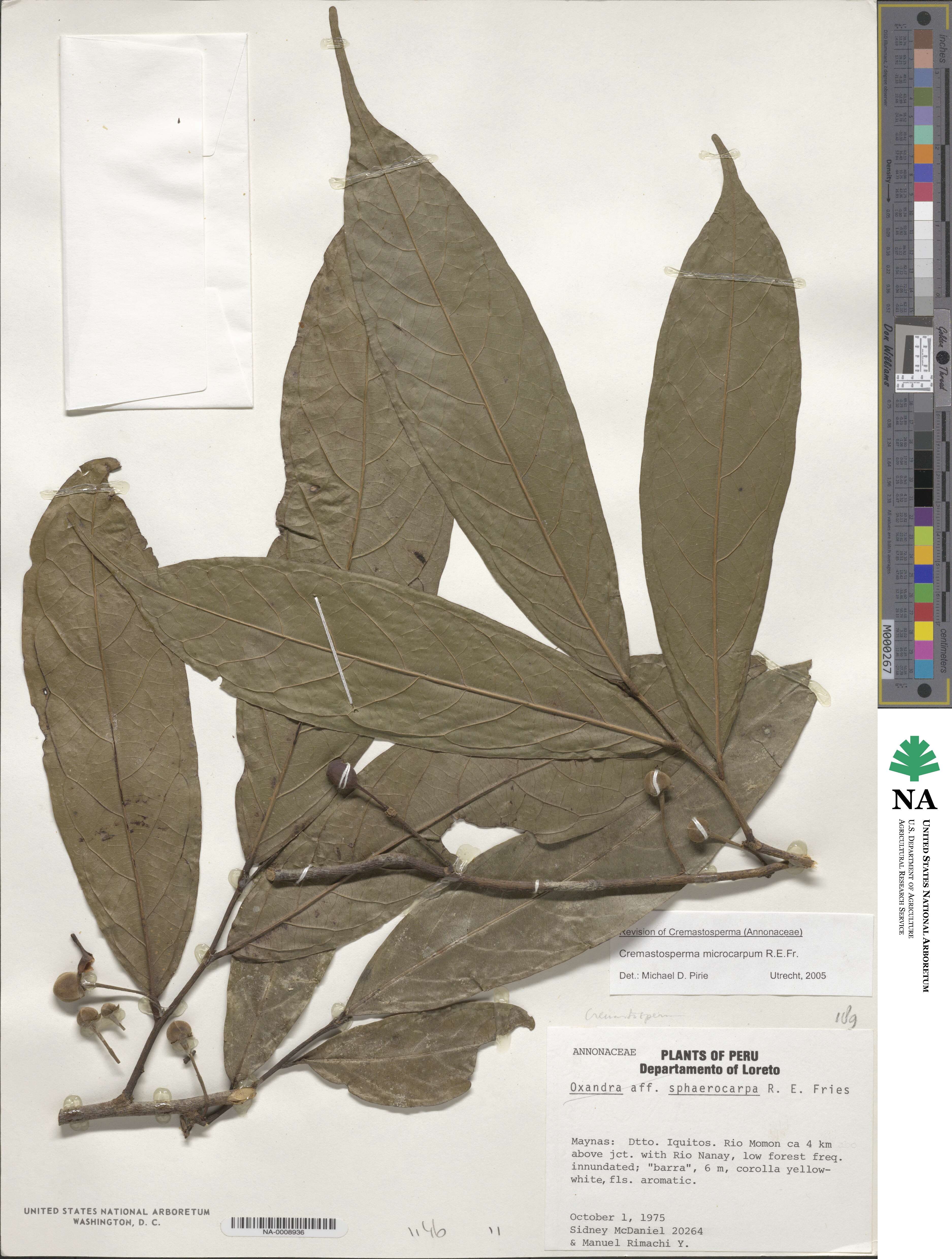 Cremastosperma microcarpum image