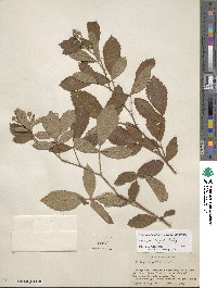 Rubus cuneifolius image