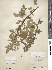 Rubus argutus image