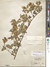 Rubus argutus image