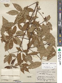 Rubus arvensis image