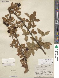 Rubus arvensis image