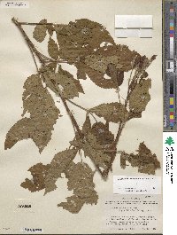 Rubus arvensis image