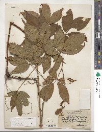 Rubus canadensis image