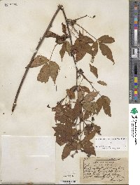 Rubus canadensis image