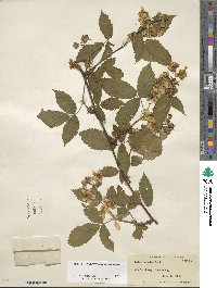 Rubus canadensis image