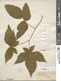 Rubus canadensis image