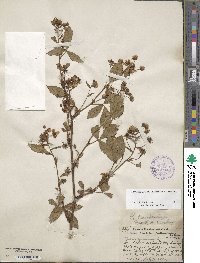 Rubus canadensis image