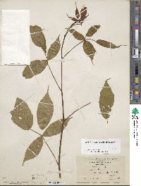 Rubus canadensis image