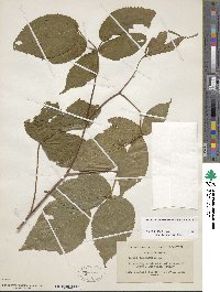 Rubus canadensis image