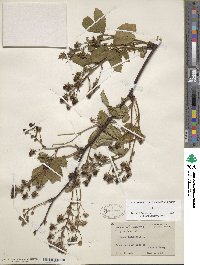 Rubus canadensis image