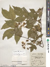 Rubus canadensis image