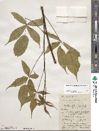 Rubus canadensis image