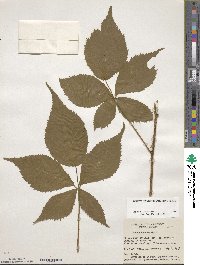 Rubus canadensis image