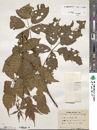 Rubus canadensis image