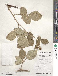 Rubus armeniacus image