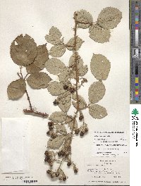 Rubus armeniacus image