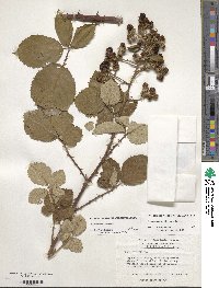 Rubus armeniacus image