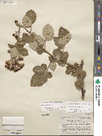 Rubus armeniacus image