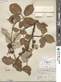 Rubus armeniacus image