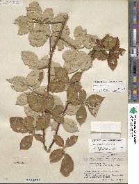 Rubus armeniacus image