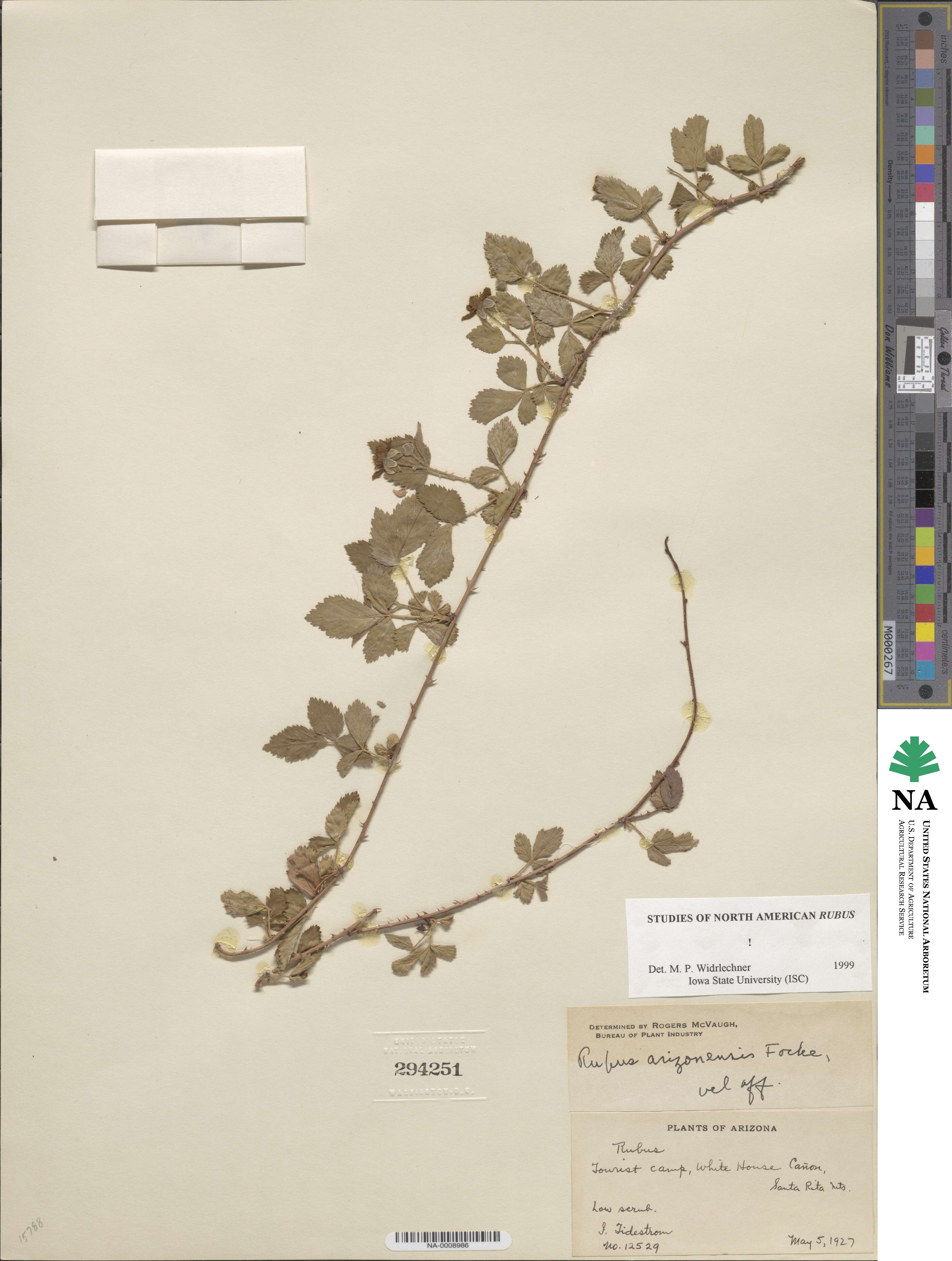 Rubus arizonensis image