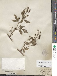 Rubus allegheniensis image