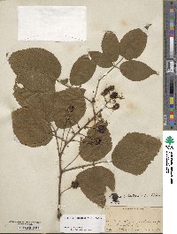 Rubus allegheniensis image