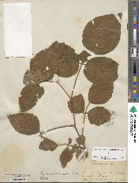 Rubus allegheniensis image