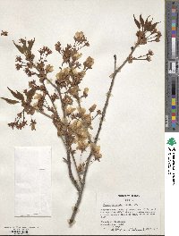 Prunus serrulata image